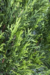 Thuja occ. 'Smaragd' 200-250 cm met kluit