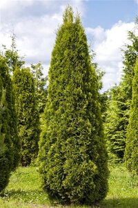 Thuja occ. 'Smaragd' 60-80 cm met kluit