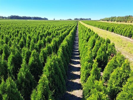 Thuja occ. 'Smaragd' 80-100 cm met kluit - afbeelding 5
