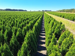 Thuja occ. 'Smaragd' 80-100 cm met kluit - afbeelding 5
