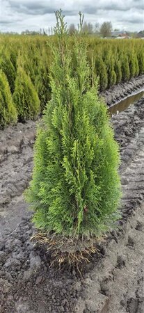 Thuja occ. 'Smaragd' 80-100 cm met kluit - afbeelding 8