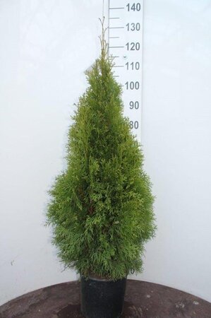 Thuja occ. 'Smaragd' 80-100 cm met kluit - afbeelding 6