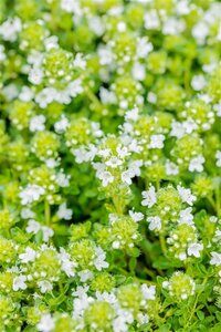 Thymus praecox 'Albiflorus' geen maat specificatie 0,55L/P9cm