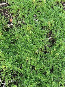Thymus praecox 'Albiflorus' geen maat specificatie 0,55L/P9cm - afbeelding 4