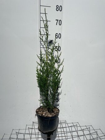 Thuja pl. 'Atrovirens' 60-80 cm cont. 3,0L - afbeelding 3