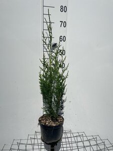Thuja pl. 'Atrovirens' 60-80 cm cont. 3,0L - afbeelding 3