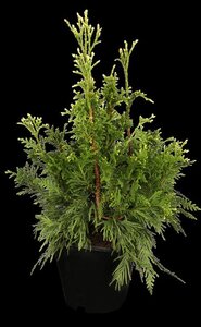 Thuja pl. 'Can-Can' 25-30 cm cont. 3,0L
