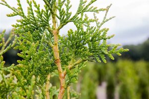 Thuja pl. 'Excelsa' 125-150 cm met kluit