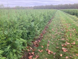 Thuja pl. 'Excelsa' 125-150 cm met kluit - afbeelding 3