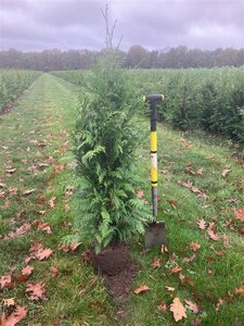 Thuja pl. 'Excelsa' 150-175 cm met kluit - afbeelding 3