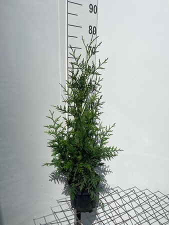 Thuja pl. 'Excelsa' 60-80 cm cont. 3,0L - afbeelding 3