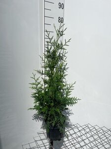 Thuja pl. 'Excelsa' 60-80 cm cont. 3,0L - afbeelding 3