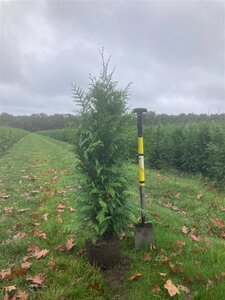 Thuja pl. 'Excelsa' 80-100 cm met kluit - afbeelding 3