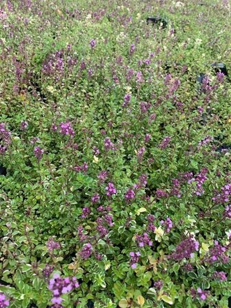 Thymus puleg. 'Foxley' geen maat specificatie 0,55L/P9cm - afbeelding 1