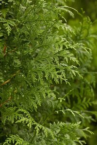Thuja pl. 'Gelderland' 150-175 cm met kluit
