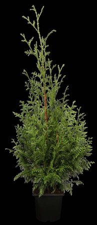 Thuja pl. 'Gelderland' 175-200 cm met kluit - afbeelding 2