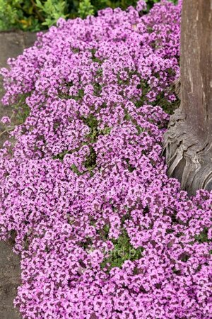 Thymus praecox 'Minor' geen maat specificatie 0,55L/P9cm - afbeelding 3