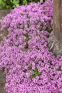 Thymus praecox 'Minor' geen maat specificatie 0,55L/P9cm - afbeelding 3