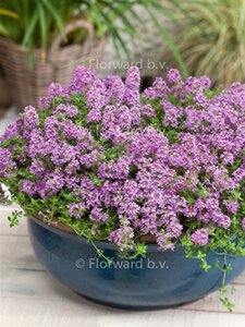 Thymus praecox 'Minor' geen maat specificatie 0,55L/P9cm - afbeelding 4