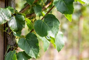 Tilia cordata 'Böhlje'=Erecta 18-20 Hoogstam draadkluit 260 cm stam dakvorm 140 Versgeleid