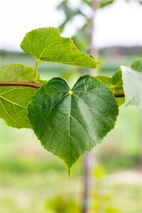 Tilia cordata 18-20 Hoogstam draadkluit 260 cm stam dakvorm 140 Versgeleid