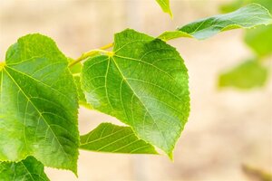 Tilia europaea 'Euchlora' 14-16 Hoogstam wortelgoed 240 cm stam Dakvorm 3 armen Versgeleid