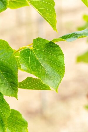 Tilia europaea 'Euchlora' 14-16 Hoogstam wortelgoed 240 cm stam Dakvorm 3 armen Versgeleid - afbeelding 2