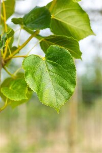 Tilia europaea 'Euchlora' 14-16 Hoogstam wortelgoed 240 cm stam Dakvorm 3 armen Versgeleid - afbeelding 3