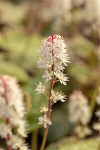 Tiarella wherryi geen maat specificatie 0,55L/P9cm