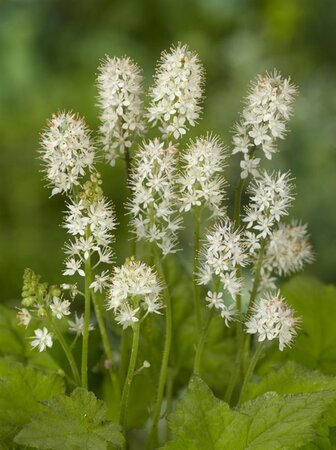 Tiarella wherryi geen maat specificatie 0,55L/P9cm - afbeelding 8