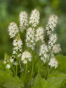 Tiarella wherryi geen maat specificatie 0,55L/P9cm - afbeelding 8
