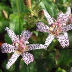 Tricyrtis form. 'Purple Beauty' geen maat specificatie 0,55L/P9cm - afbeelding 2