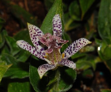 Tricyrtis hirta geen maat specificatie 0,55L/P9cm - afbeelding 3