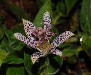 Tricyrtis hirta geen maat specificatie 0,55L/P9cm - afbeelding 3