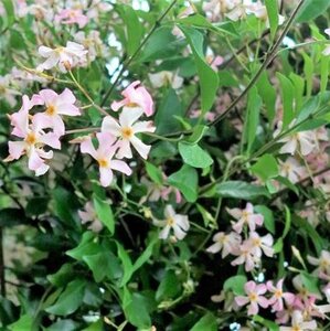 Trachelospermum j. 'Pink Showers'= 'Star of Sicily' ROZE 70 cm vierkant 2L