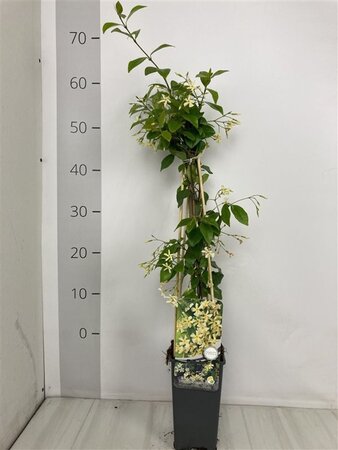 Trachelospermum j. Star of Toscane 70 cm vierkant 2L - afbeelding 1