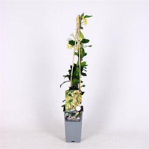 Trachelospermum j. Star of Toscane 70 cm vierkant 2L - afbeelding 2