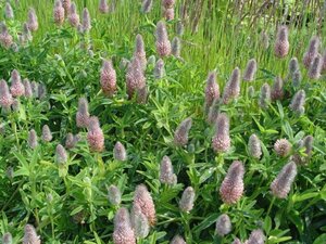 Trifolium rubens 'Peach Pink' geen maat specificatie 0,55L/P9cm