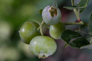 Vaccinium c. 'Brigitta Blue' 30-40 cm cont. 3,5L