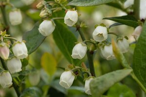 Vaccinium c. 'Bluegold' 60-80 cm cont. 10L - afbeelding 2