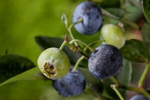 Vaccinium c. 'Bluegold' 70 cm vierkant 2L