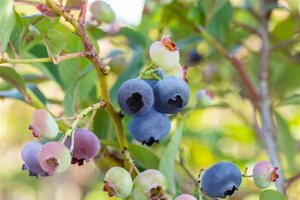 Vaccinium c. 'Chandler' geen maat specificatie cont. 5,0L