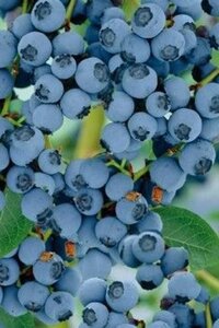 Vaccinium c. 'Goldtraube 23' 70 cm vierkant 2L - afbeelding 1