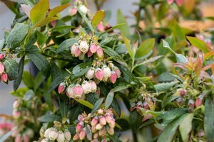 Vaccinium c. 'Sunshine Blue' 40-50 cm cont. 3,0L