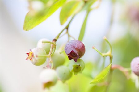 Vaccinium myrtillus 15-20 cm cont. 1L