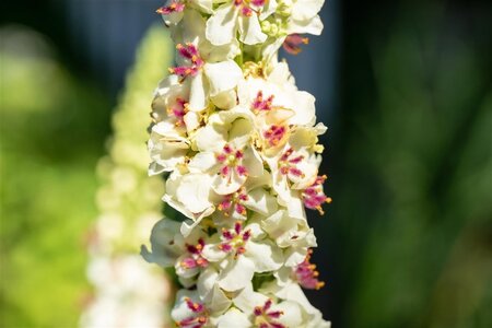 Verbascum chaixii 'Album' geen maat specificatie 0,55L/P9cm - afbeelding 1