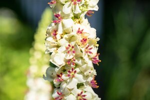Verbascum chaixii 'Album' geen maat specificatie 0,55L/P9cm - afbeelding 1