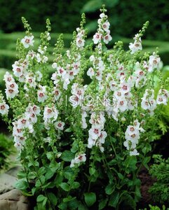 Verbascum chaixii 'Album' geen maat specificatie 0,55L/P9cm - afbeelding 4