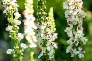 Verbascum chaixii 'Album' geen maat specificatie 0,55L/P9cm - afbeelding 2