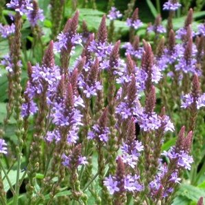 Verbena hastata geen maat specificatie 0,55L/P9cm - afbeelding 3